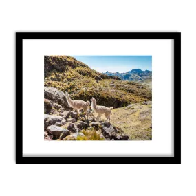 "Andean Alpaca" Framed Print