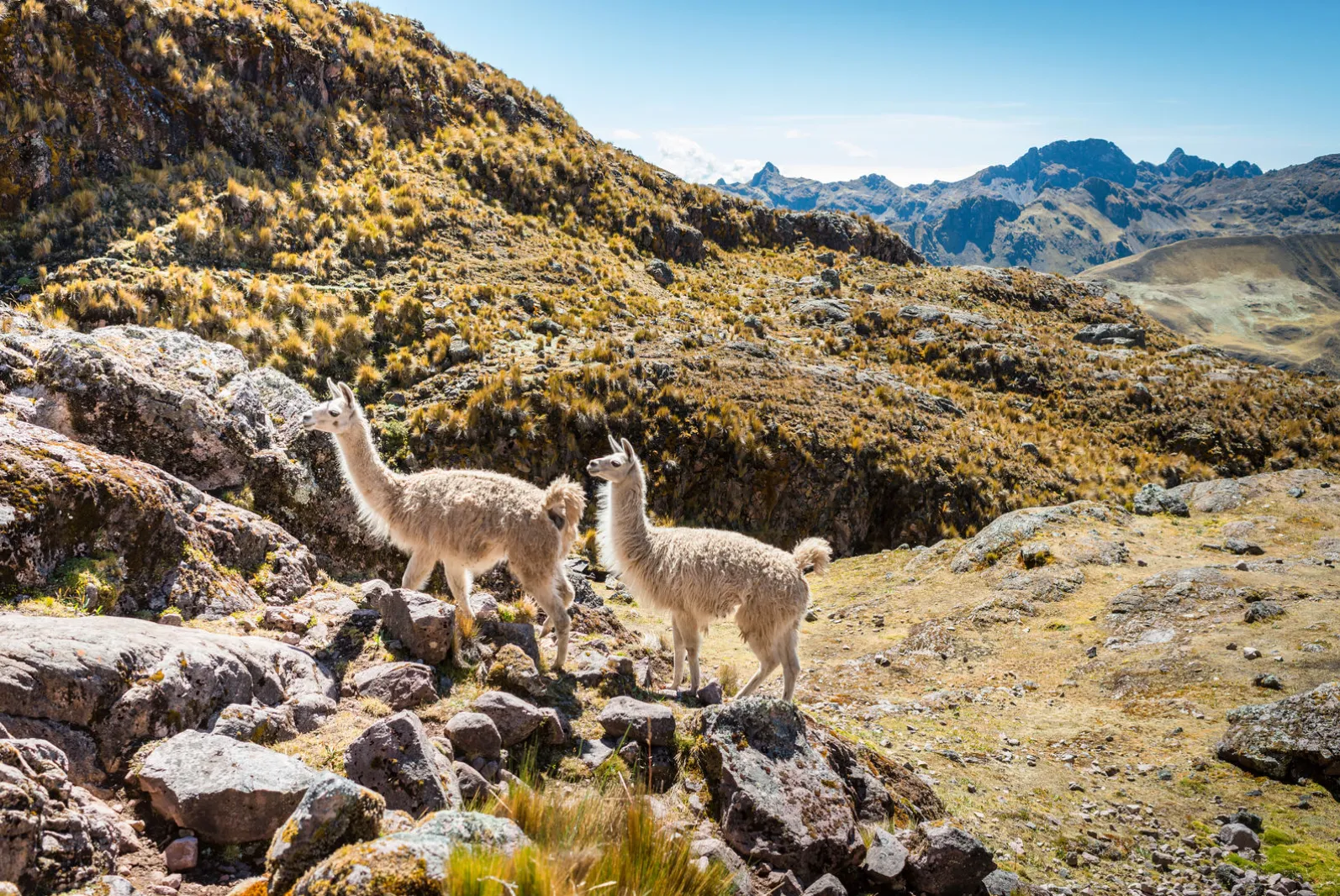 "Andean Alpaca" Framed Print