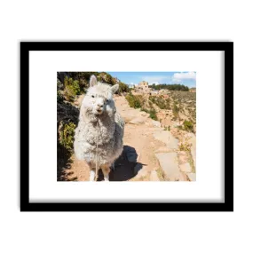 "Friendly Alpaca" Framed Print